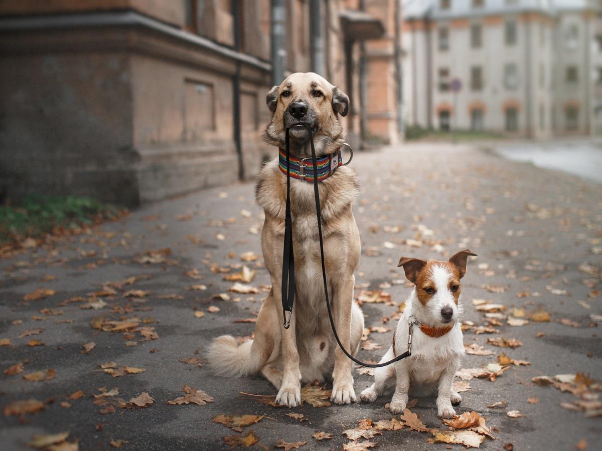 Hundepsychologe. Mischlingshund und Jack Russell Terrier auf dem Gehweg mit Hundeleine in der Schnauze.