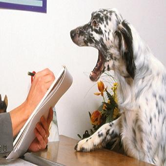 Ein Hund beim Hundepsychologe.