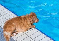 Hundeschwimmen. Hund am Beckenrand im Freibad