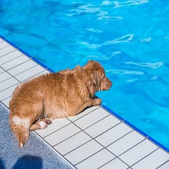 Hundeschwimmen. Hund am Beckenrand im Freibad