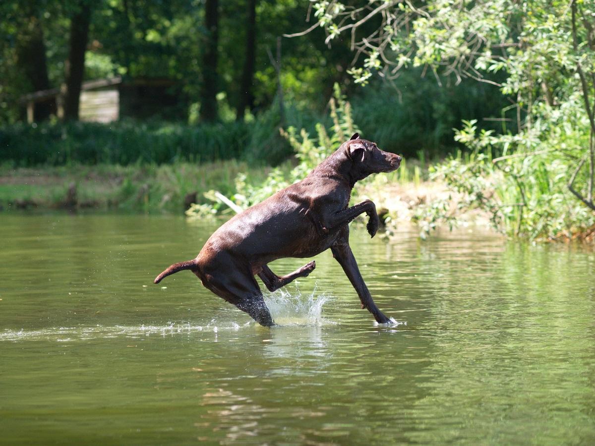 Hundeschwimmen. Hund springt in See