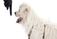 Hundesprache. Weißer Hund mit ausgestrecktem Zeigefinger eines Menschens vor der Hundenase