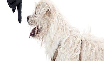 Hundesprache. Weißer Hund mit ausgestrecktem Zeigefinger eines Menschens vor der Hundenase