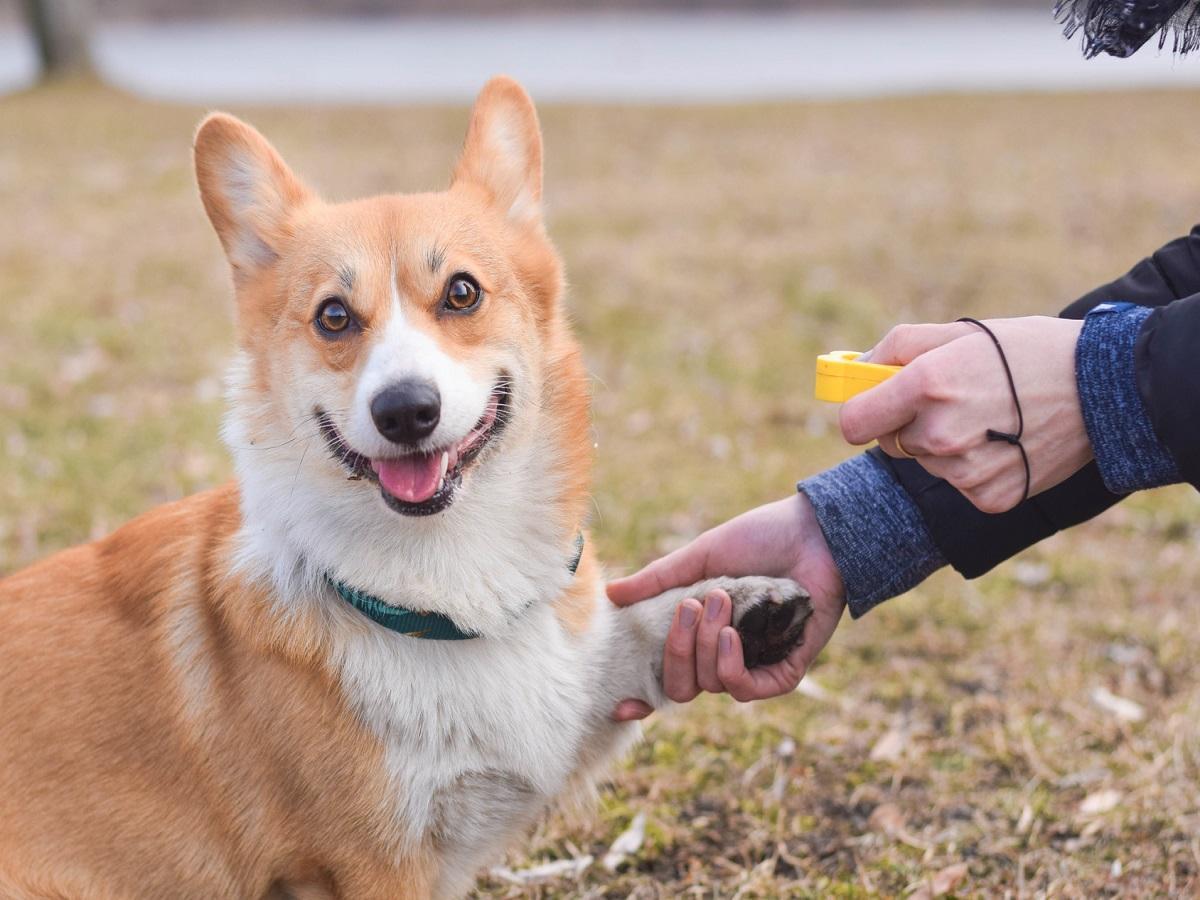 Clickertraining mit Hund. Waliser Corgi Pembroke der während des positiven Clicker Trainings eine Pfote gibt.