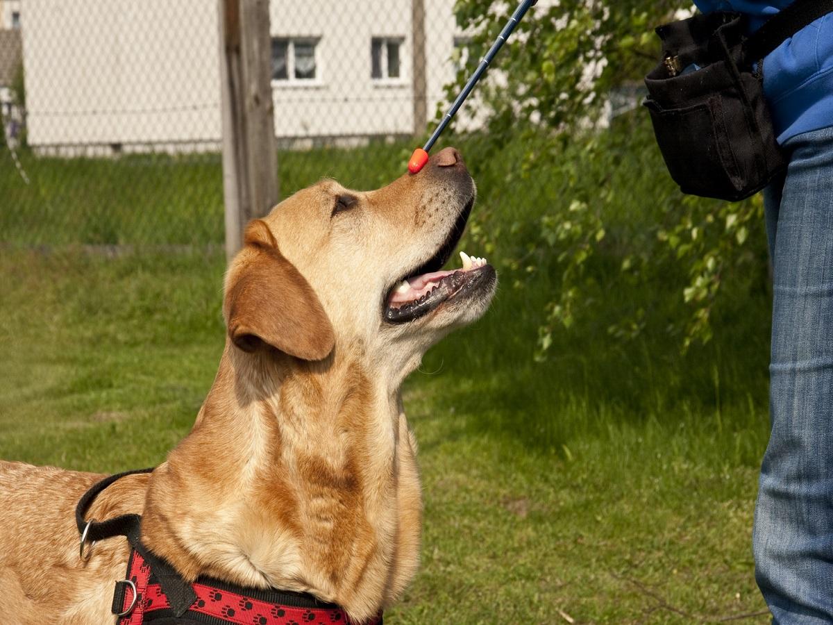 Hundetrick Positive Effekte durch Hundetricks Der Pfoten Freund