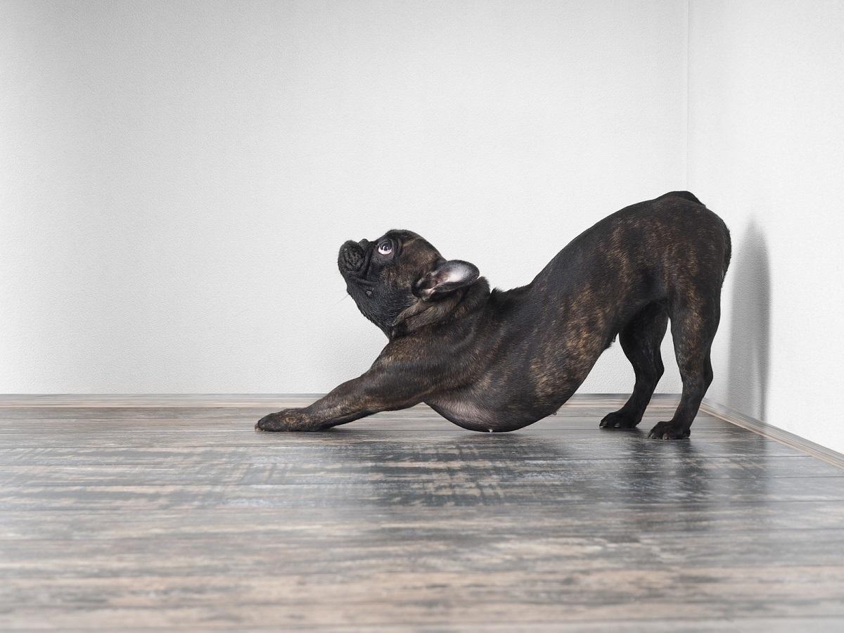Französische Bulldogge macht eine Hundeyoga Übung.