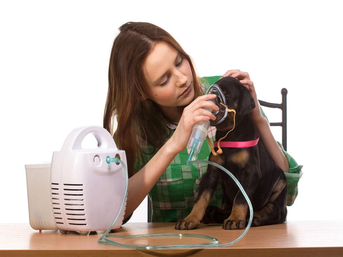 Husten beim Hund. Tierarzt und Welpe mit Inhalator