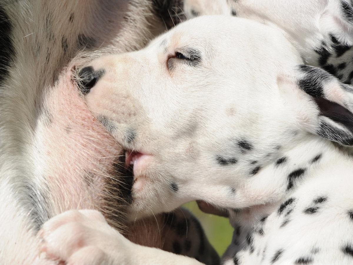 Ichthyose beim Hund. Säugender Dalmatiner Welpe.