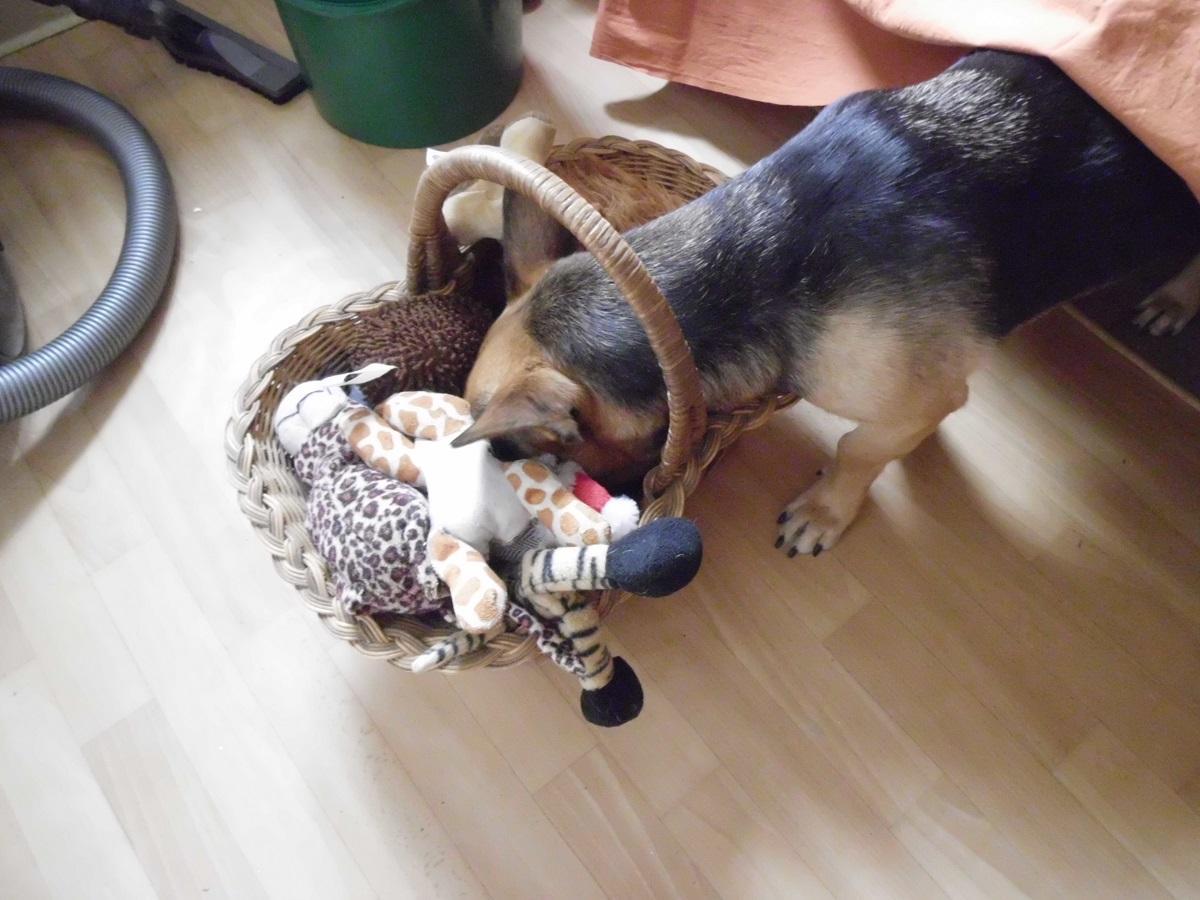 Ideen für Hunde Spiele. Hündin sucht ein bestimmtes Hundespielzeug aus einem Korb in der Wohnung.