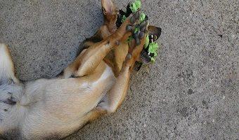 Ideen für Hunde Spiele. Hündin beschäftigt sich alleine mit einem Spielzeug im Garten.