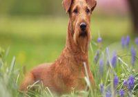 Ein Irish Terrier liegt in einer Blumenwiese.