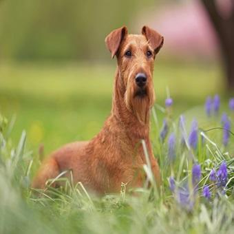 Ein Irish Terrier liegt in einer Blumenwiese.