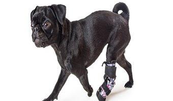 Knieprobleme beim Hund. Ein Hund mit verbunden Hinterpfote auf einem weißen Hintergrund.