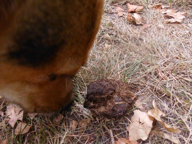 Kokzidiose beim Hund Ausgelöst durch Parasiten Der Pfoten Freund
