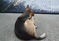 Kriebelmücke beim Hund. Eine Hündin kratzt sich im liegen am Ohr.