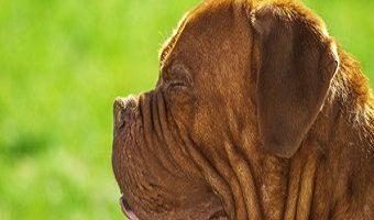 Lefzenekzem beim Hund. Hund mit geschlossenen Augen und hängenden Lefzen auf einer Wiese