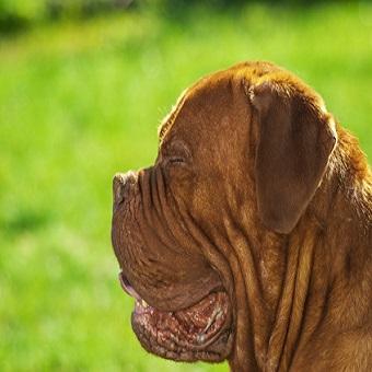 Lefzenekzem beim Hund. Hund mit geschlossenen Augen und hängenden Lefzen auf einer Wiese