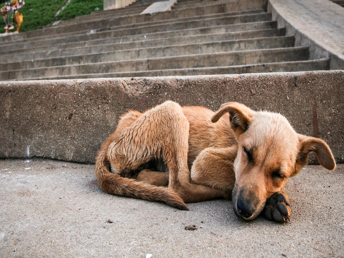 Leishmaniose beim Hund. Junger streunender Hund schläft.