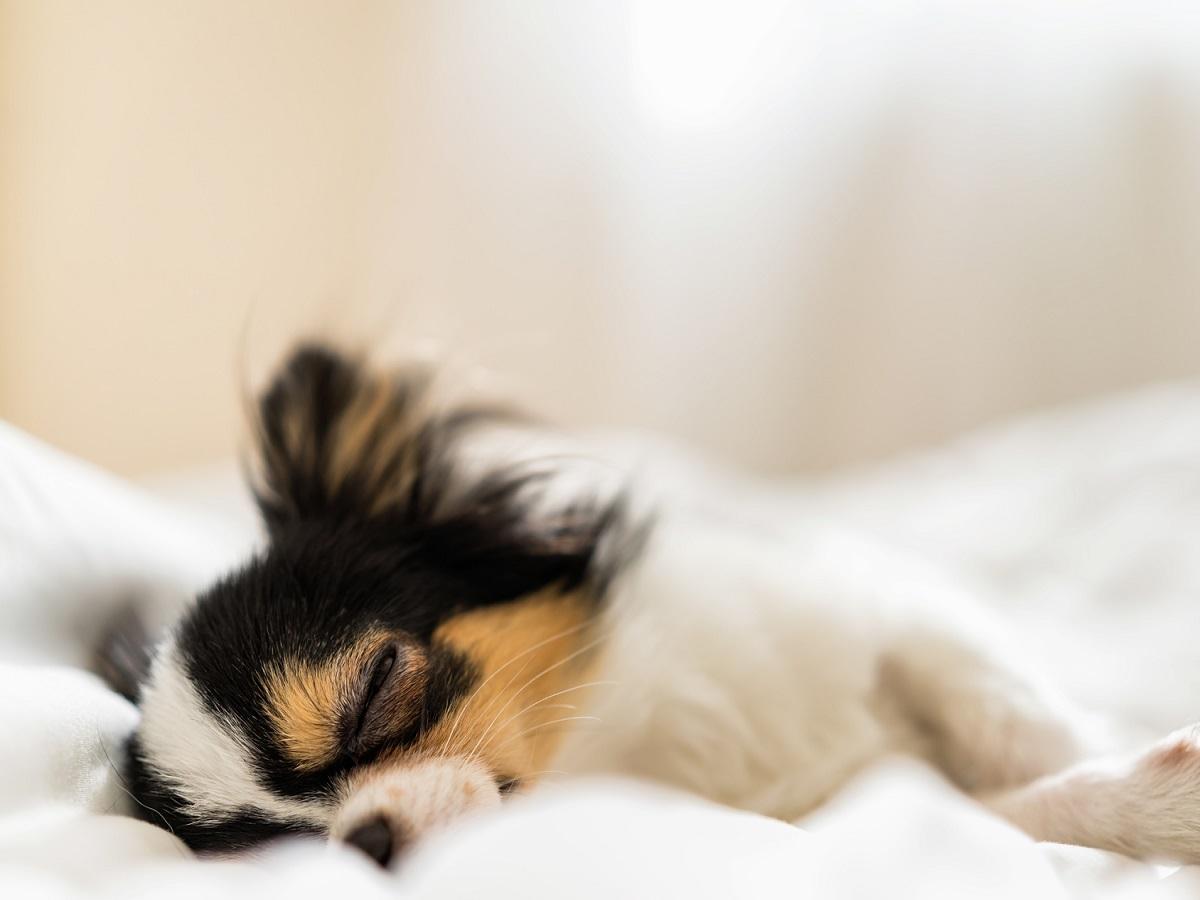 Leishmaniose beim Hund. Kleiner süßer, schläfriger Chihuahua-Hund schläft in einem Bett.