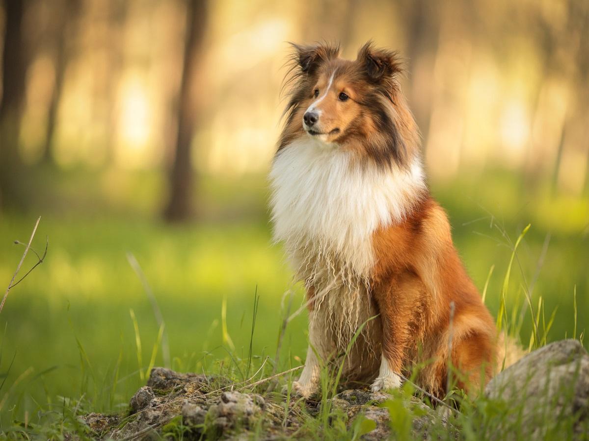 MDR1 Defekt beim Hund. Ein Collie sitzt im Gras.