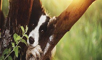 MDR1 Defekt beim Hund. Border Collie zwischen Baum im Sonnenuntergang.