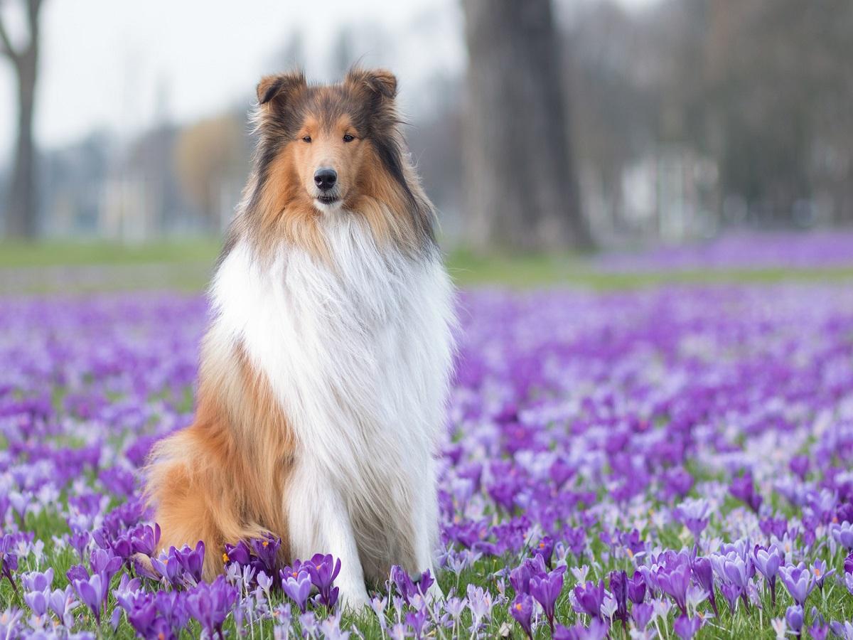 Merle Faktor beim Hund. Krokusse am Rhein mit Collie.