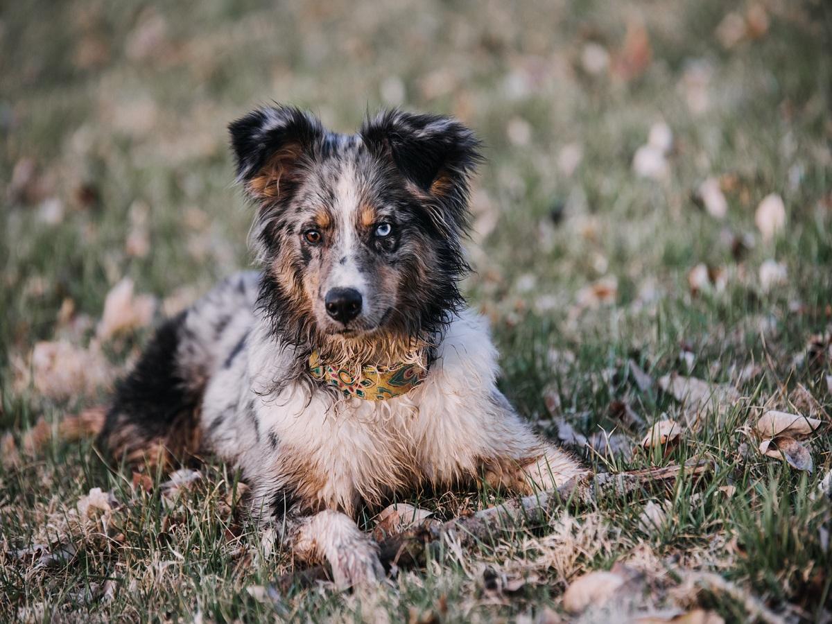 Merle Faktor beim Hund. Australian Shepherd Dog in einer Wiese mit Laubblättern.