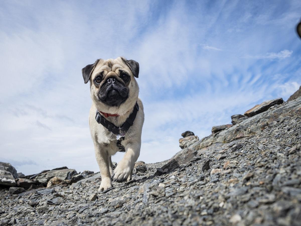 Ein Mops läuft auf einem Berg mit blauem Himmelshintergrund.