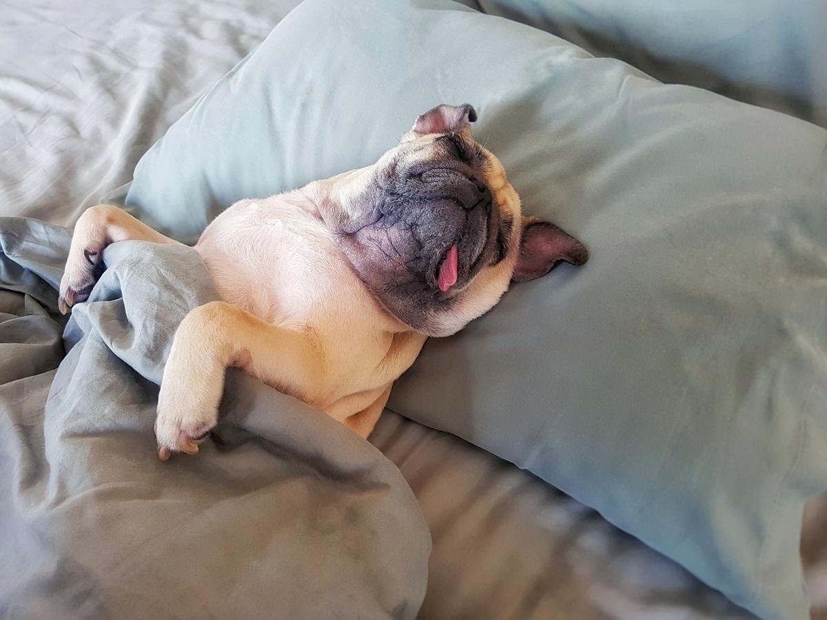 Ein Mops liegt in einem Bett und schläft.