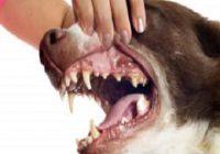 Mundgeruch beim Hund. Mensch öffnet Hund die Schnauze