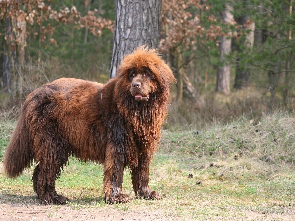 Ein Neufundländer steht im Wald.