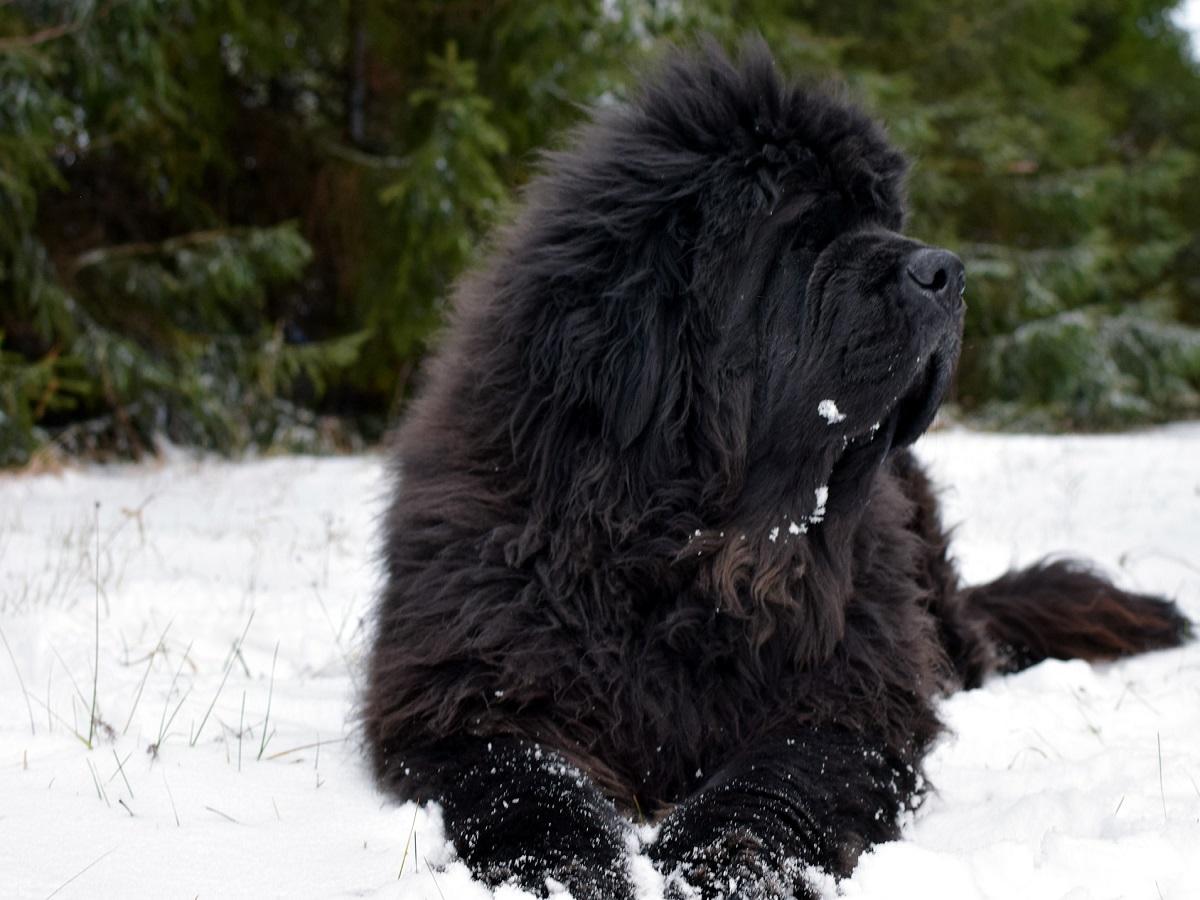 Ein Neufundländer liegt im Schnee.