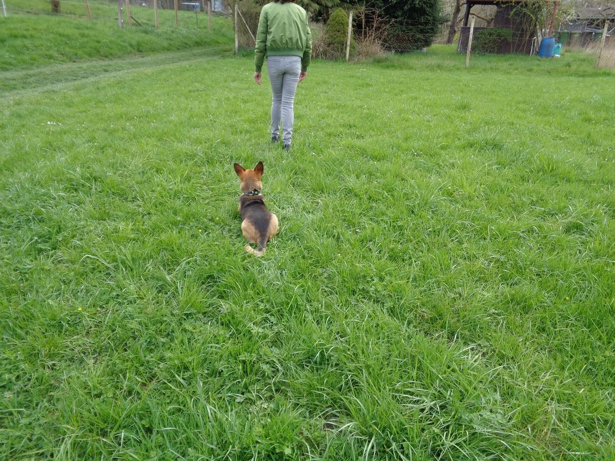 Obedience mit Hund. Eine Frau läuft vor einer liegenden Hündin weg.