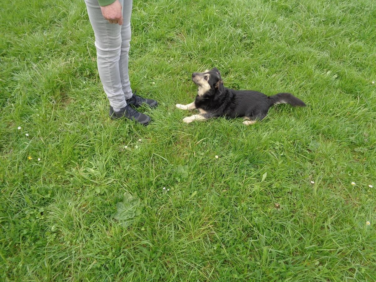 Obedience mit Hund. Eine Frau steht vor einem Hund der im Gras liegt.