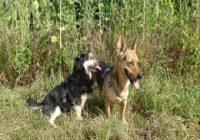 Ohrmilben beim Hund mit Beschriftung. Zwei Hunde am Rand eines Sonnenblumenfeldes