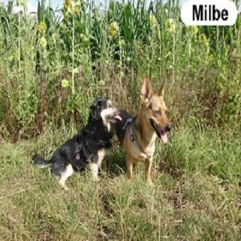 Ohrmilben beim Hund mit Beschriftung. Zwei Hunde am Rand eines Sonnenblumenfeldes