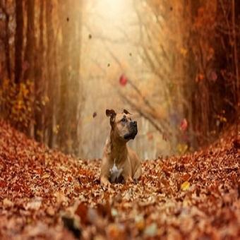 Osteochondrosis beim Hund. Hund im Herbst mit fallenden Blättern