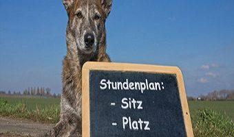 Passende Hundeschule. Sitzender Hund mit Schultafel