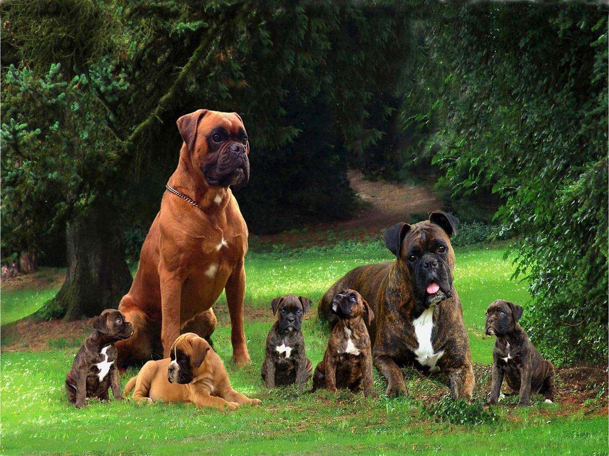 Passenden Hundezüchter. Boxerfamilie mit 5 Welpen.