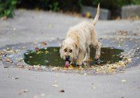 Pfützentrinker. Hund trinkt aus Pfütze