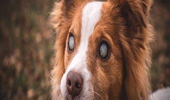 Progressive Retinaatrophie beim Hund. Der Kopf eines blinden Hundes.
