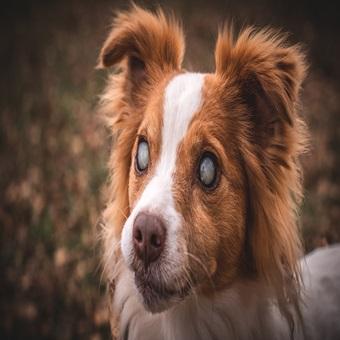 Progressive Retinaatrophie beim Hund. Der Kopf eines blinden Hundes.