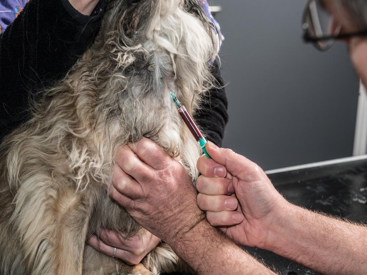 Prostata Vergrößerung beim Hund Erkennen Behandeln