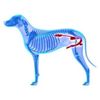 Prostata Vergrößerung beim Hund. Röntgenbild eines Hundes mit farblich dargestellter Prostata