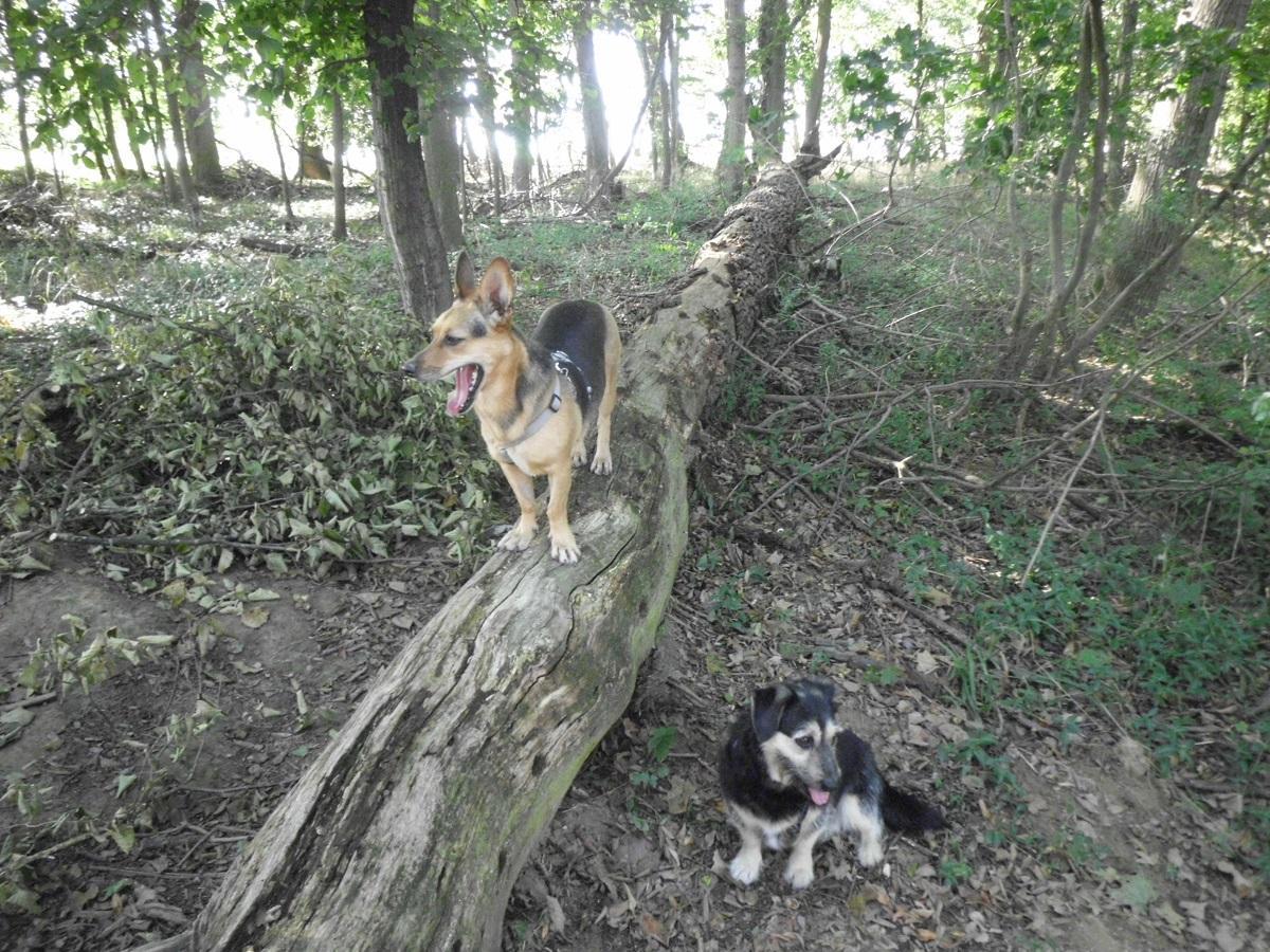 Räude beim Hund. Zwei Hunde im Wald.