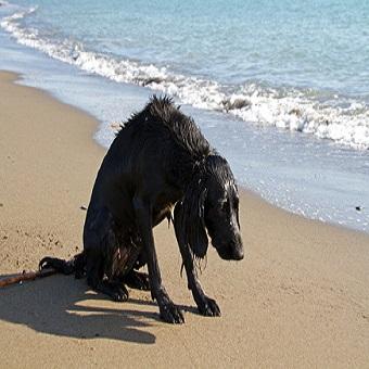 Reiseübelkeit beim Hund. Trauriger nasser Hund am Strand