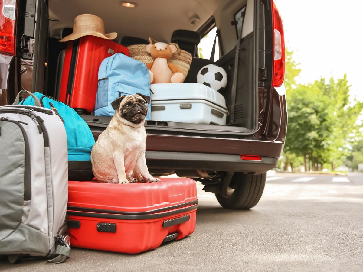 Reiseübelkeit beim Hund. Kofferraum mit süßen Mops und Gepäck