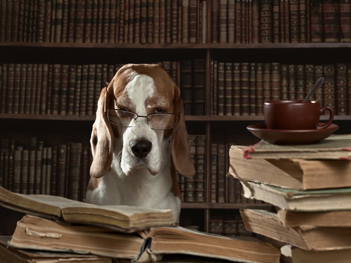 Sachkundenachweis §11 Tierschutzgesetz. Hund mit Brille beim lesen