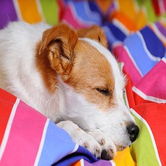 Schlafgewohnheiten eines Hundes. Terriermix schläft im Bett