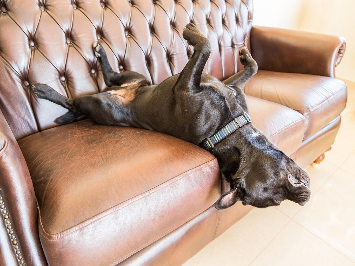 Schlafgewohnheiten eines Hundes. Ein schwarzer Staffordshire-Bullterrier schläft auf einem braunen Ledersofa der Weinleseart. Er liegt auf dem Rücken, die Füße in der Luft und der Kopf hängt an der Seite des Sofas. er ist sehr entspann